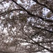 メイにゃん