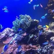 なつき