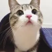 たにぐちの画像