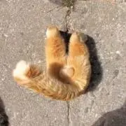 ネコノフグリの画像