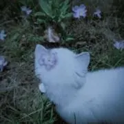 みんとの画像