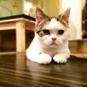 くまの画像