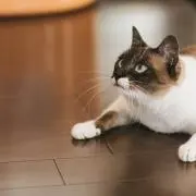 おひつじちゃんの画像