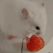 イチゴ大福