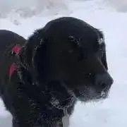 なみりんの画像