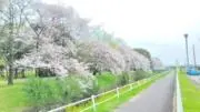 リンゴの画像