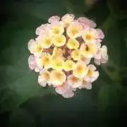 ベルベルの画像