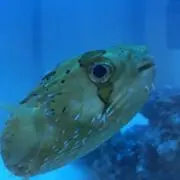 ポチトリの画像