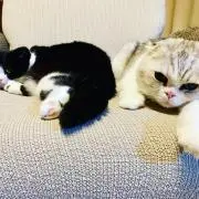 まんてぃんの画像