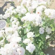 ゆうの画像