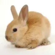 usagi  [即購入OK.プロフ必読]の画像