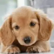 うえちゃんの画像
