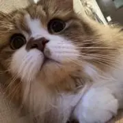 はるの画像