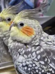 らぎすけ☺プロフ必読してくださいの画像