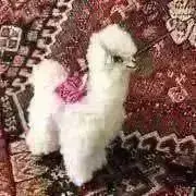 mayの画像