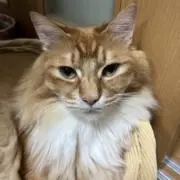 ごんちゃんの画像