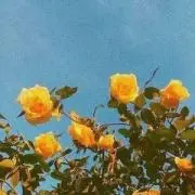 もの画像