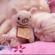 ちゃんの画像