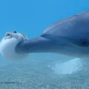 weeの画像