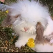 ほーたろうの画像