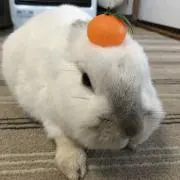 コロすけの画像