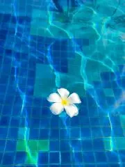 せんの画像