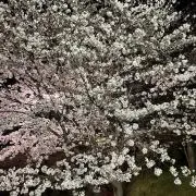 ベビたんの画像