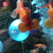 こいちゃん　値段交渉OKの画像