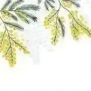 モッチの画像