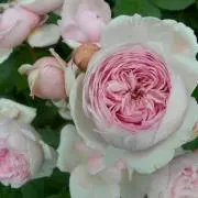 sskの画像
