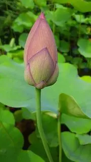 OkinawaMapの画像