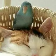 こよ
