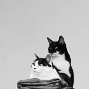 白黒の画像