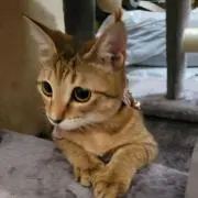 ねこ