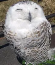 はる