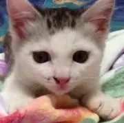 センター【まとめ買い歓迎】の画像