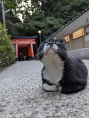 吉田です