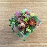 kochieの画像