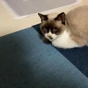 寧々子☆購入前にメッセお願いします！の画像