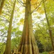 vivianの画像
