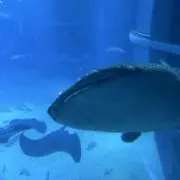 はんばがの画像