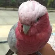 もも