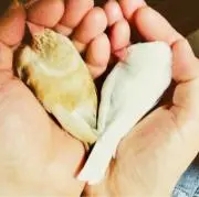 とりの画像