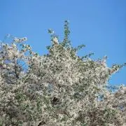 pinの画像