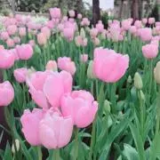 春田