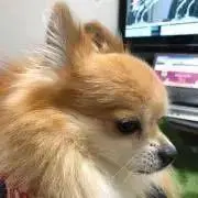 Shimachaの画像