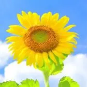 まるくん (4/5～発送)