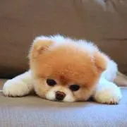 ソラの画像