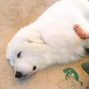 Yの画像