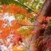 もの画像